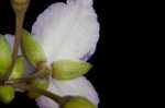 Florida scrub roseling